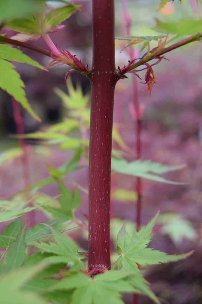 Acer palmatum 'Sango-kaku' 250-300 cm